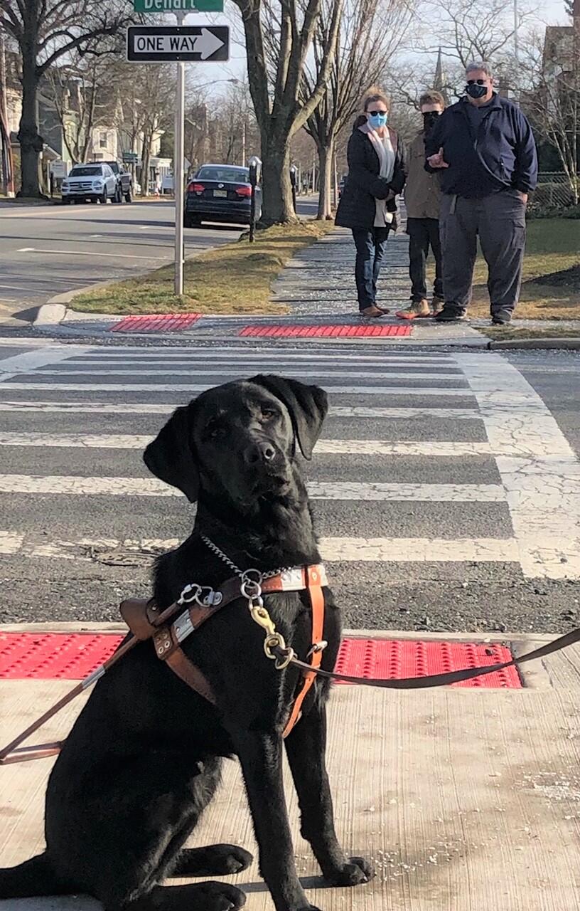 black dog wearing a seeing eye harness