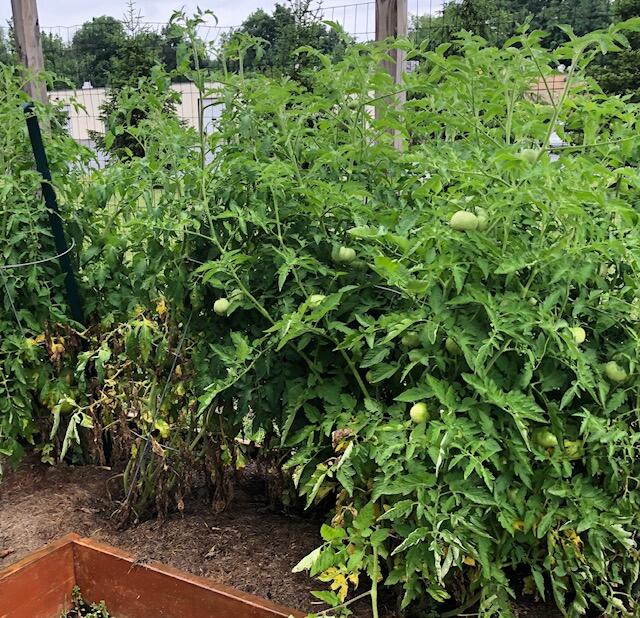 photo of tomato plants in a garden