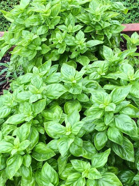photograph of basil plant in a garden
