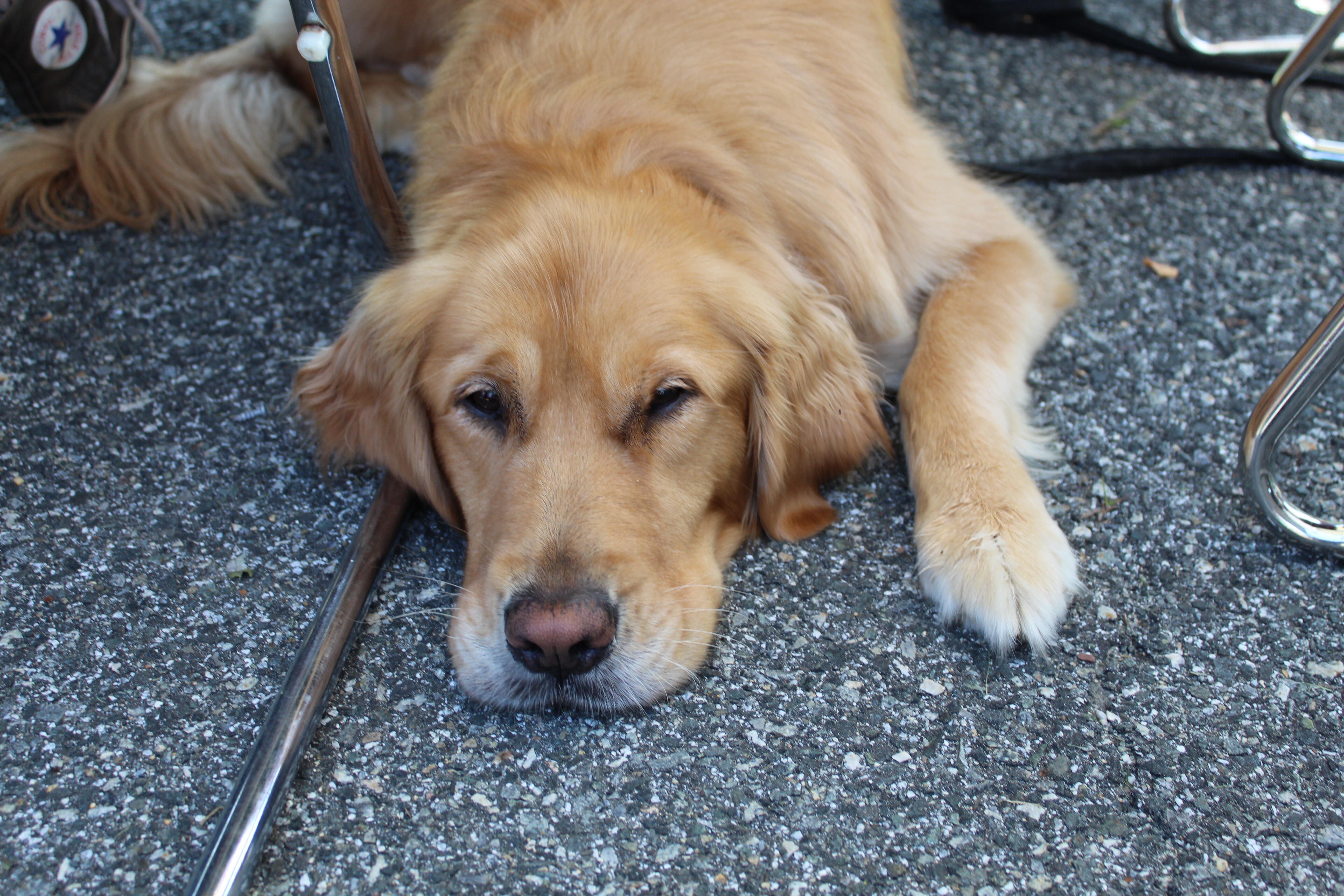 golden dog taking a nap
