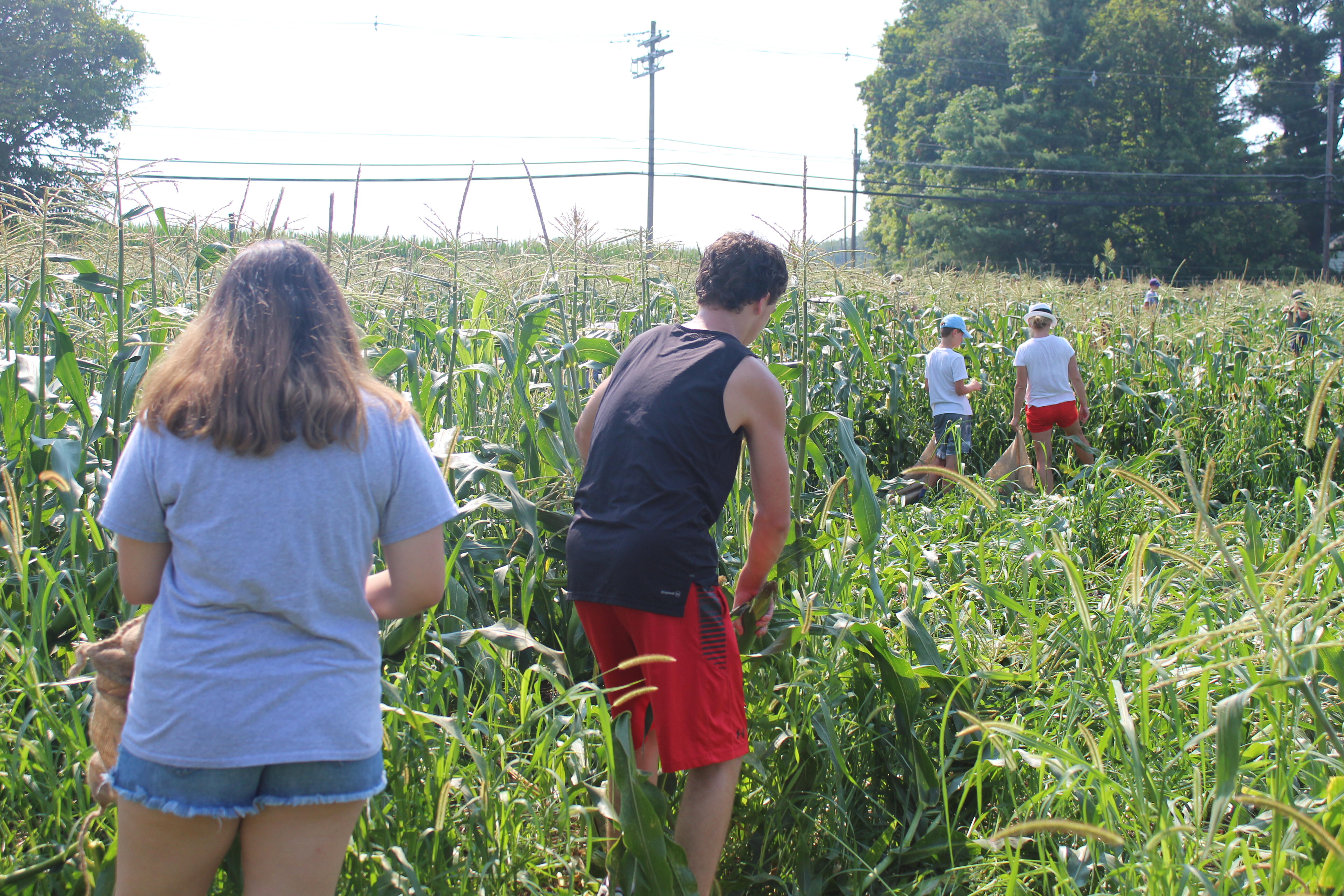 students picking corn